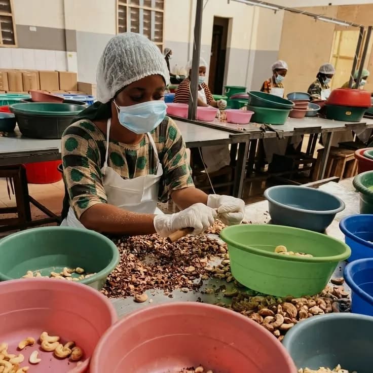 Sorting cashews